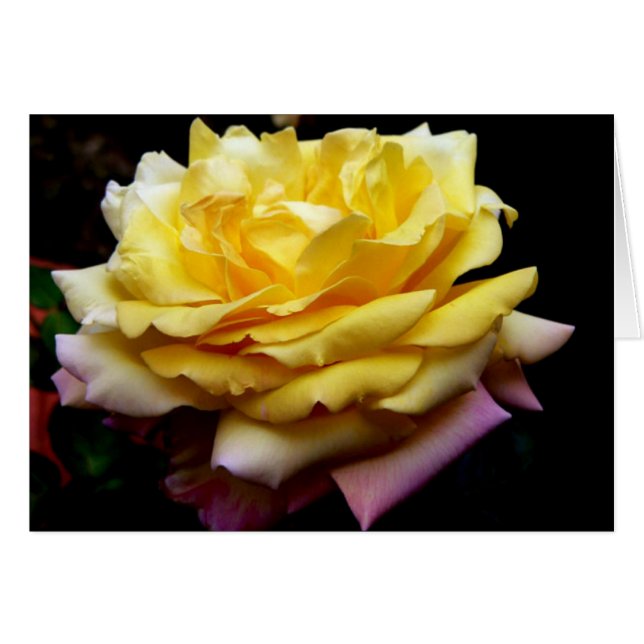 Gelbe Rose-Blume (Vorderseite (Horizontal))