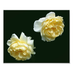 Gelbe Rose Blume Pair 8x10 Fotodruck