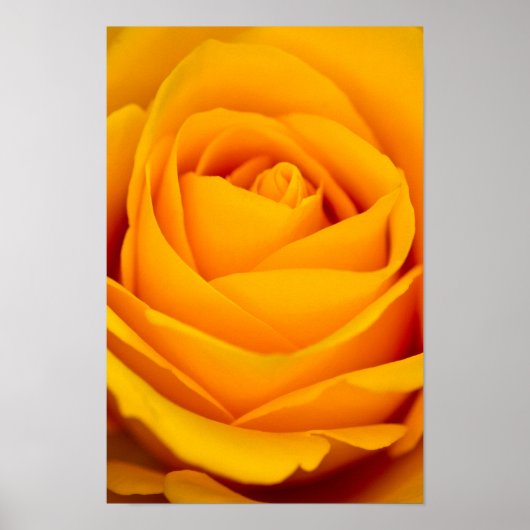 Gelbe Rose Blume Poster (Vorne)
