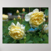 Gelbe Rose Blume Poster (Vorne)