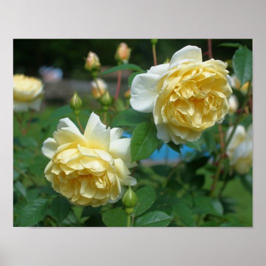 Gelbe Rose Blume Poster (Vorne)