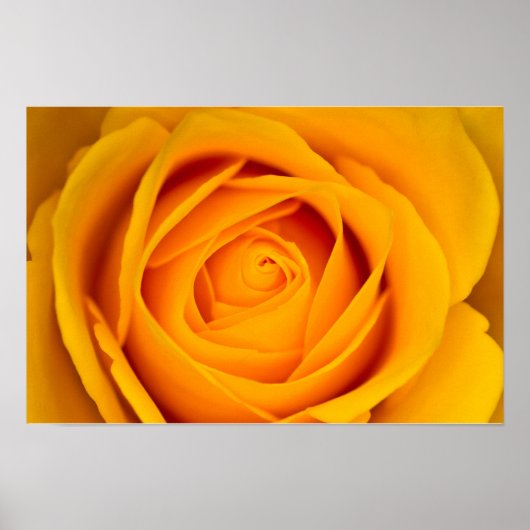 Gelbe Rose Blume Poster (Vorne)