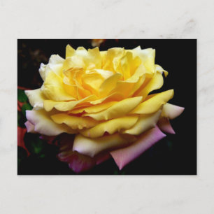 Gelbe Rose Blume Postkarte