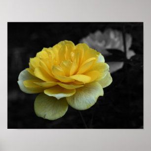 Gelbe Rose Blume, teilweise Farbe Poster