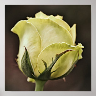 Gelbe Rose Bud Fotografien Print Poster