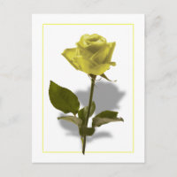 Gelbe Rose der Freundschaft