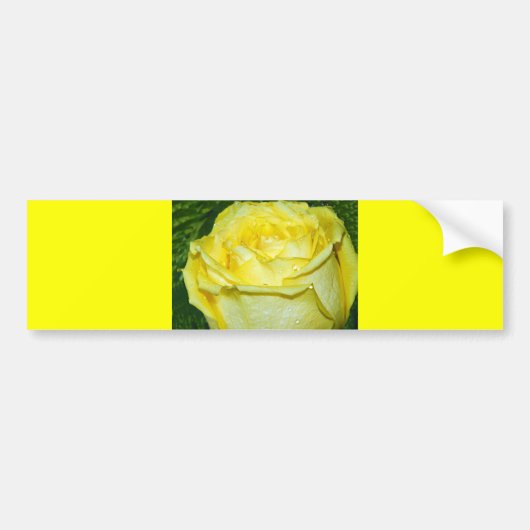 Gelbe Rose der Liebe_ Autoaufkleber (Vorne)