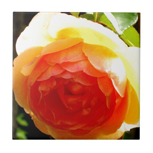 Gelbe Rose Fliese (Vorderseite)