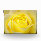 Gelbe Rose Fotoblock (Vorderseite)