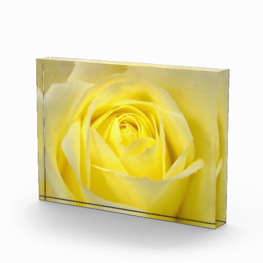 Gelbe Rose Fotoblock (Rechts)