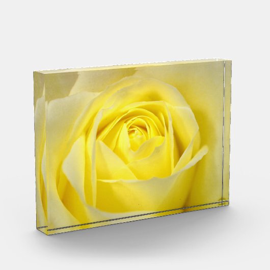 Gelbe Rose Fotoblock (Links)