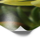 Gelbe Rose Fotografie (Ecke)