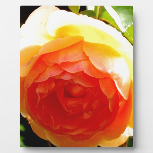 Gelbe Rose Fotoplatte (Vorderseite)