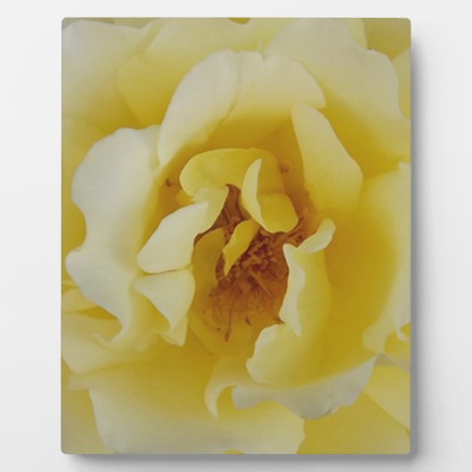 Gelbe Rose Fotoplatte (Vorderseite)