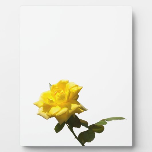 Gelbe Rose Fotoplatte (Vorderseite)