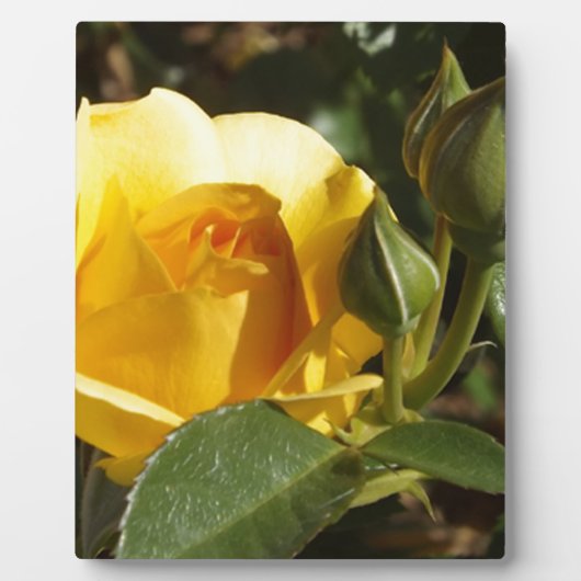 Gelbe Rose Fotoplatte (Vorderseite)