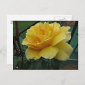 Gelbe Rose geöffnet Postkarte (Vorne/Hinten)