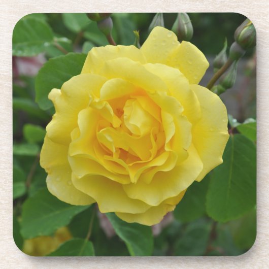 Gelbe Rose Getränkeuntersetzer (Vorderseite)