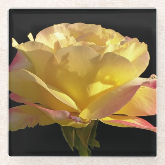 Gelbe Rose Glasuntersetzer (Vorderseite)