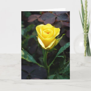 Gelbe Rose Karte