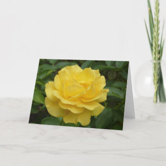Gelbe Rose Karte