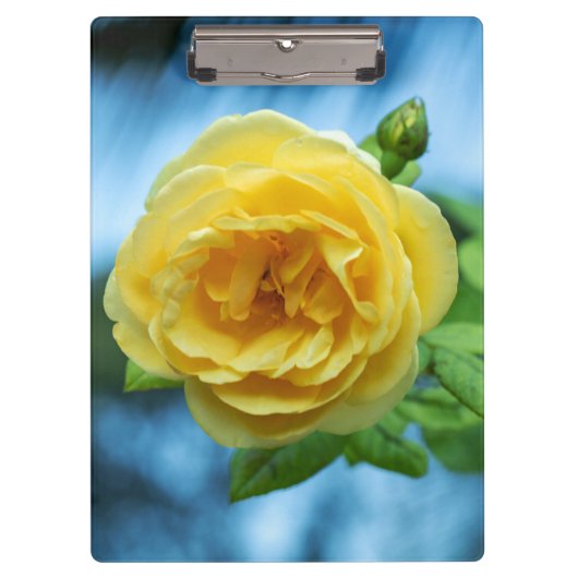Gelbe Rose Klemmbrett (Vorderseite)