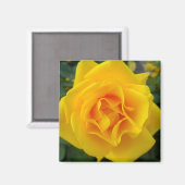 Gelbe Rose Magnet (Vorderseite/Rückseite)