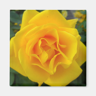 Gelbe Rose Magnet