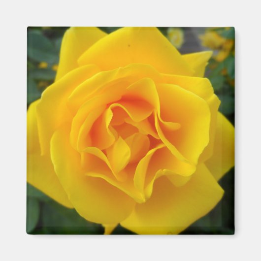 Gelbe Rose Magnet (Vorne)