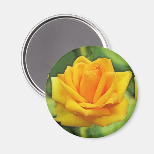 Gelbe Rose Magnet (Vorderseite/Rückseite)