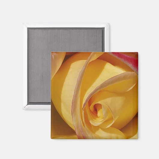 Gelbe Rose Magnet (Vorderseite/Rückseite)