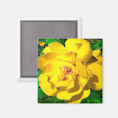 Gelbe Rose Magnet (Vorderseite/Rückseite)