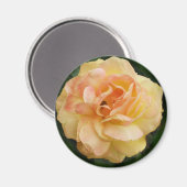 Gelbe Rose Magnet (Vorderseite/Rückseite)