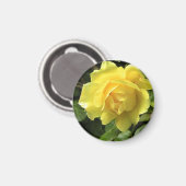 Gelbe Rose Magnet (Vorderseite/Rückseite)