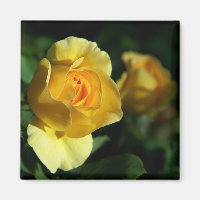 Gelbe Rose