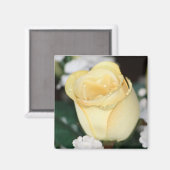 Gelbe Rose Magnet (Vorderseite/Rückseite)
