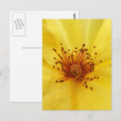 Gelbe Rose Mitte Postkarte (Vorne/Hinten)