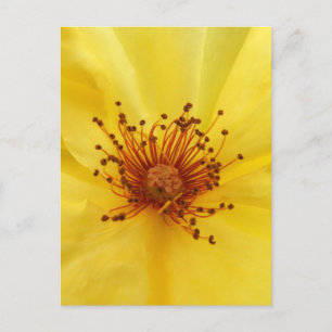 Gelbe Rose Mitte Postkarte