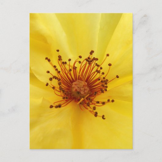 Gelbe Rose Mitte Postkarte (Vorderseite)