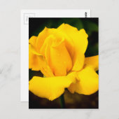 Gelbe Rose - Nach dem Regen Postkarte (Vorne/Hinten)