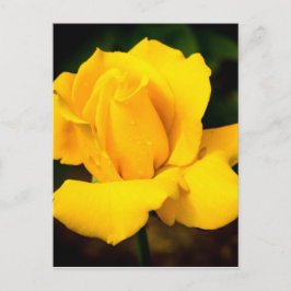 Gelbe Rose - Nach dem Regen Postkarte