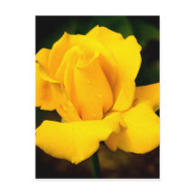 Gelbe Rose - Nach dem Regen