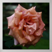 Gelbe Rose Nah Poster (Vorne)