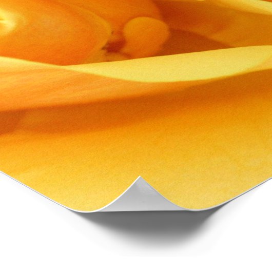 Gelbe Rose Poster (Ecke)