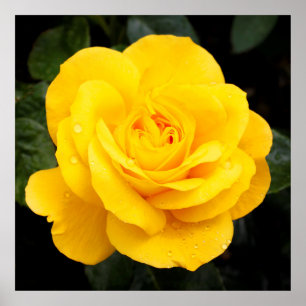 Gelbe Rose Poster