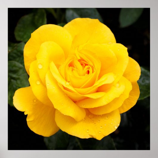 Gelbe Rose Poster (Vorne)