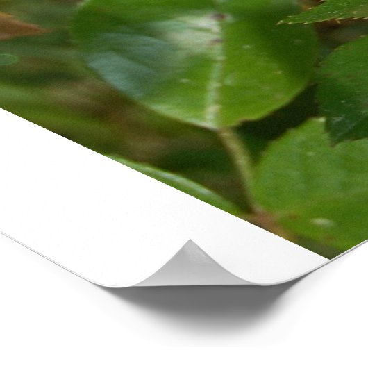 Gelbe Rose Poster (Ecke)