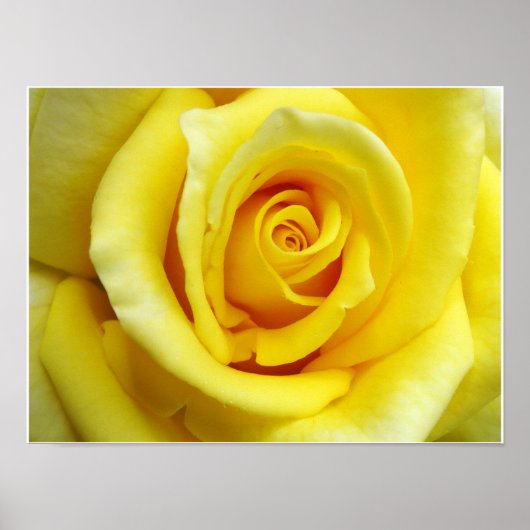 Gelbe Rose Poster (Vorne)