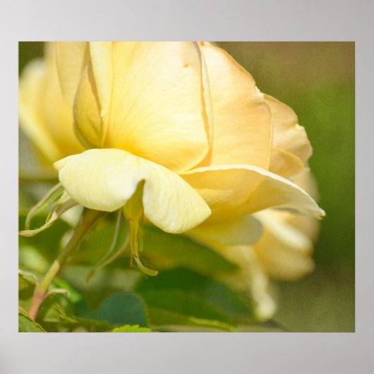 Gelbe Rose Poster (Vorne)