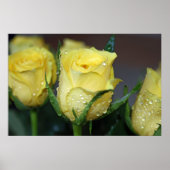 Gelbe Rose Poster (Vorne)